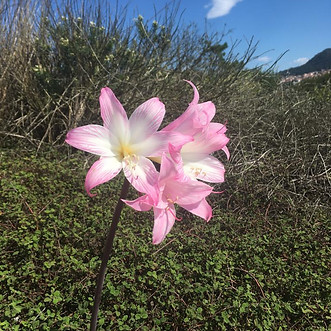schöne Blume